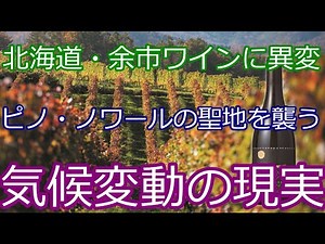 ピノ・ノワールが育たない!? 余市ワイン産地が直面する深刻な変化