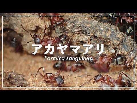 In the mountains where Formica sanguinea lives. Hunting and nature activities [Ant observation]
