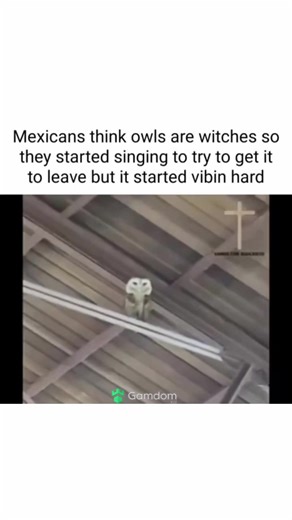 #viral #trending #fypシ #xyzcba #animals | animals