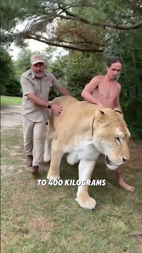 Liger 🦁🐯 The Largest Cat on Earth