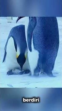 This Penguin Lost Everything... Its Final Decision Is Heartbreaking 💔😭