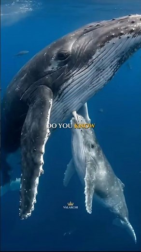 How Whales Feed Their Babies Underwater