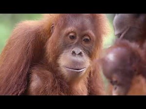 Orangutans and Otters Living Together