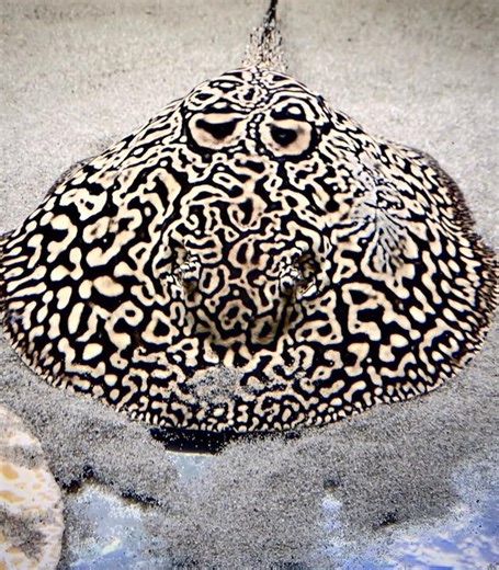 Potamotrygon Superhybrid #potamotrygon #stingray #rochen #ray #fish #aquarium #aquaman #viral