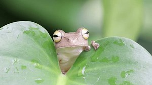 「自然の背景にシャクナゲまたはジャワの葉の上に飛ぶカエル、枝にジャワの飛ぶカエル、熱帯雨林でインドネシアの木のカエル」の動画素材（ロイヤリティフリー）3712907441 | Shutterstock