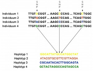 snpと突然変異の違いは何ですか - ニュース 2026