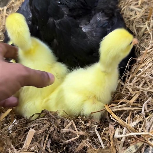 Mian Inventions on Reels