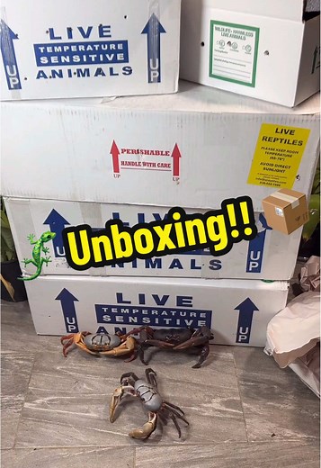 Exciting Reptile Unboxing Experience