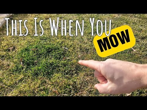 You SHOULD Start Cutting The Grass In The Spring WHEN You See This