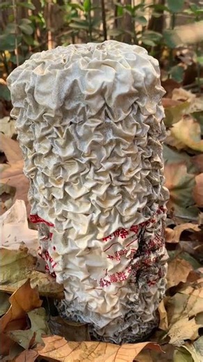 Paint removal, plastic removal, electrostatic spraying, spray processing, paint removal, plastic