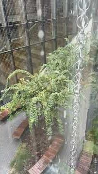 How do rain chains work?