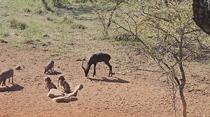 Black Impala ram down with a perfect shot by our client! #perfectshot #blackimpala #archery #Impala | Tom Miranda Hunting Safaris