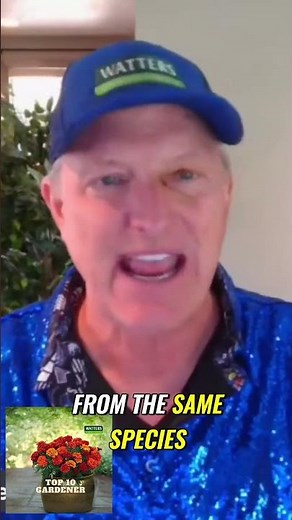 Transform Your Backyard with Stunning Native Vines: Virginia Creeper & Boston Ivy