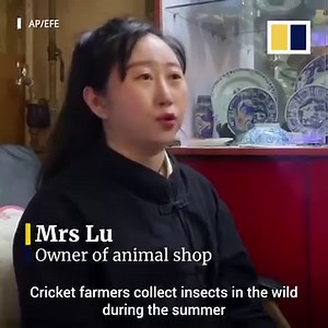 In China, crickets are often put in the “ring”. Cricket fighting is a Chinese tradition that dates back to the Tang dynasty (618-907AD). | South China Morning Post