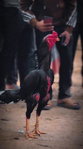 124K views · 6.8K reactions | The quality of this rooster's erection is mind-blowing. | Java Aseel | Facebook