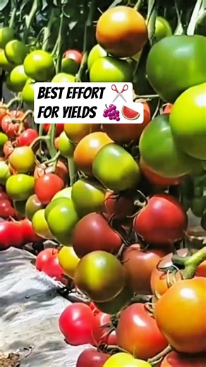 👉 TIPS TO PRUNE PLANTS FOR HIGH YIELDS ✂️🌿🍇 #shorts #howto #farmingtips