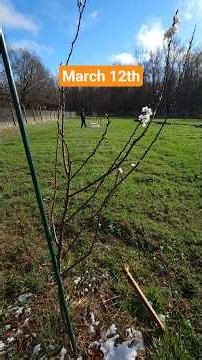 Winter Farm Surprise! Fruit Trees Budding Too Early (No Pruning Now)
