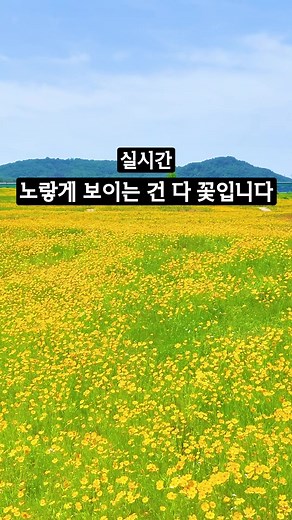부여에서 만나는 황금빛 금계국 여행지