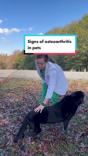 Recognizing Osteoarthritis Signs in Your Pet