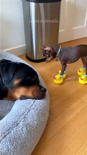Rottweiler throws annoying chihuahua in the trash