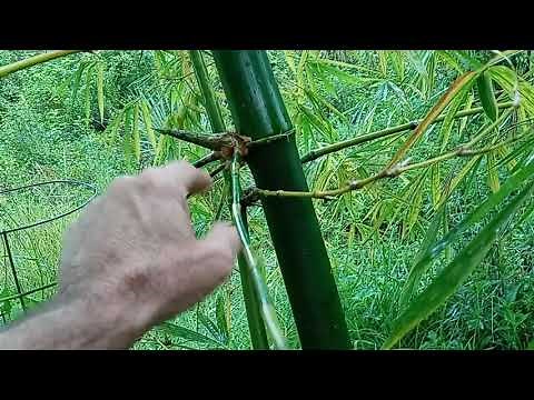 cloning bamboo basics how to