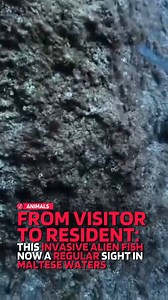 32K views · 100 reactions | The bluespotted cornetfish, known locally...