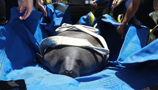 SeaWorld Orlando spent 2 months nursing a rescued manatee back to full health