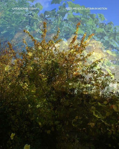 Rustling Gold Autumn in Motion #garden #windwhispers #tree