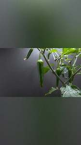 Peter Pepper | Boxlapse