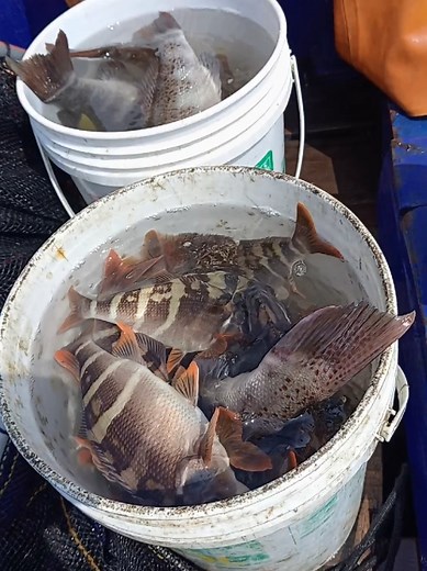 LA PESCA DEL DÍA CABRILLAS CON VINILOS #pesca #cabrilla #pintadillas #trambollos #granpesca