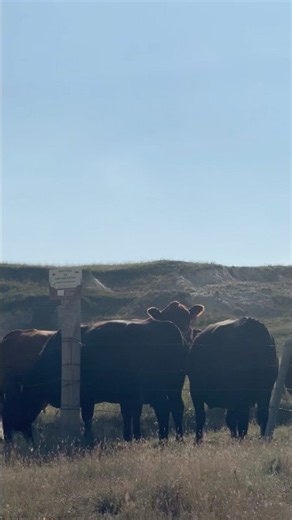 Herd