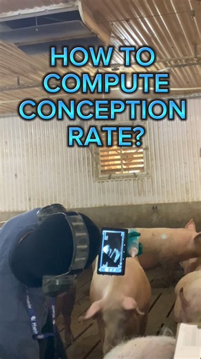 40K views · 950 reactions | Conception Rate #pig #pork #swine #production #technician #efficiency #Prolific #pregnancydiagnosis #ultrasound #farmlife #farmvet #farming #buhayabroad #BuhayOFW #buhaycanada | Doc.Bench FarmTv | Facebook