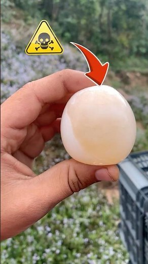 Bouncy Egg 🥚Science Experiment