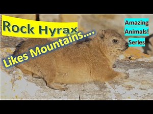 Rock Hyrax facts 🐇 Dassie 🐇 Cape Hyrax 🐇 Rock Rabbit 🐰 Coney 🐇 found in mountains 🏔