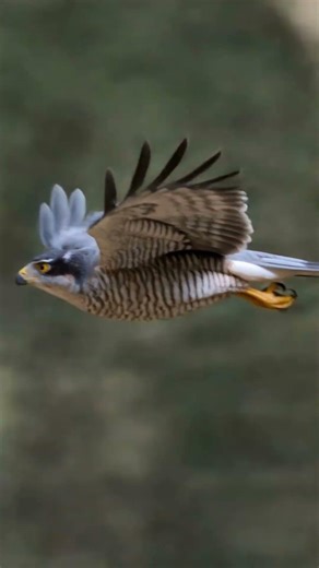 Why the Goshawk is the "Ghost of the Forest"