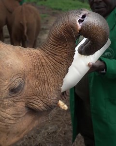1.7M views · 31 reactions | When you have a gaping hole in the side of your trunk, you have to get a little creative.  | Carlsbad Current-Argus | Facebook