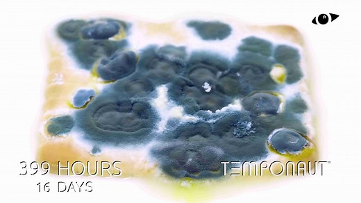 What Happens to a Biscuit in Water? 27-Day Timelapse Reveals All