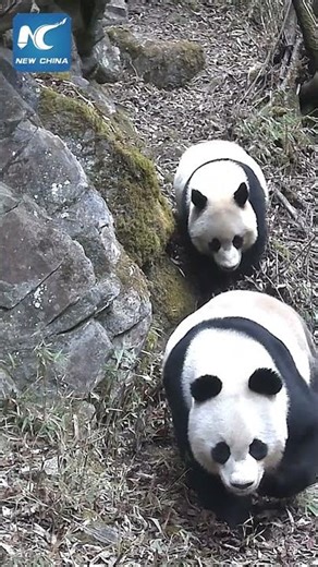 Giant panda mothers, cubs captured on camera in China's reserve
