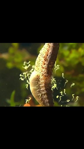 Male Seahorses: Unique Birth Process Explained