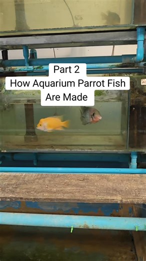 📦 Part 2: How aquarium parrot fish are bred 🐠🧬 If you haven’t watched Part 1, go check it out first! To expand more on the breeding process — since we’re crossing two completely different species, the fish often lock jaws and fight, which can cause jaw displacement or abnormal regrowth 😬💔 #ParrotFish #FishBreeding #AquariumLife #HybridFish #WazeersAquariums #FishTok #ExoticFish #AquariumFacts #Aquaculture #HowItsMade 🐟🧬🎥💡💔 | Wazeer's Aquariums