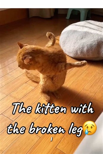The kitten with the broken leg😢#animals #cat #kitten #funnyvideos #fyp