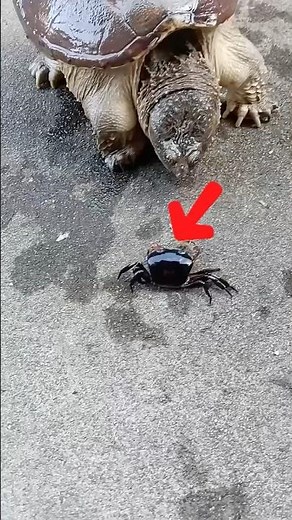 Snapping Turtle Destroys Armored Crab😨