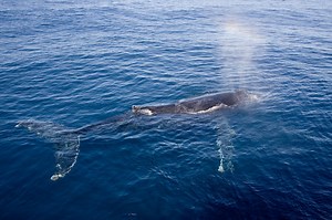 Facts about whaling - Whale & Dolphin Conservation Australia