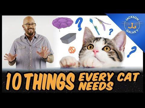 Everything You Need For Your Cat | 10 Cat Essentials For New Guardians