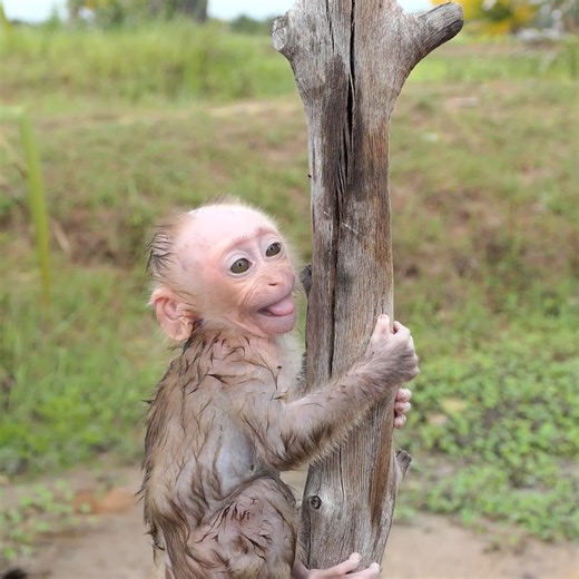 99TH #animals #monkeys #babymonkey #animallover #MonkeyLife | 99TH
