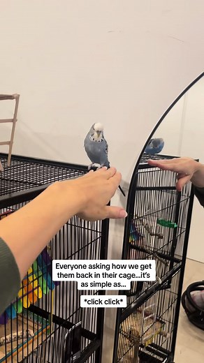Three_budgieteers on TikTok