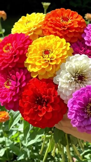 🧑‍🌾 Never imagined gardening could be this carefree—until I scattered these deer- and rabbit-resistant zinnia seeds. 👏