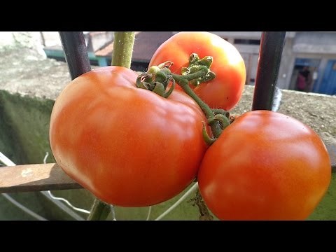 TOP 7 TIPS FOR PLANTING TOMATOES