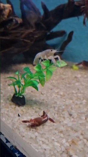 Crayfish Short Video