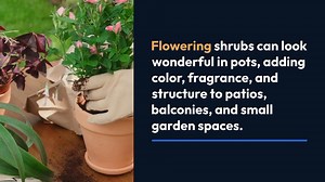 Flowering Shrubs for Pots